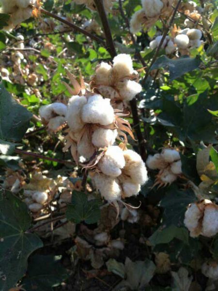 Cotton Bolls in the Field