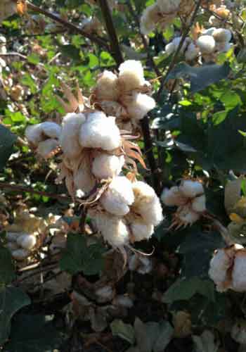 Cotton Bolls