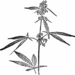 Hemp-plant