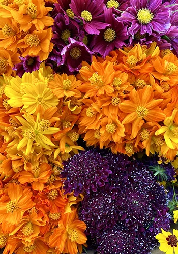 Jenny Brown Eco Printing flowers