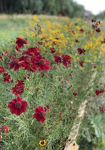 Jenny Brown Field of Flowers