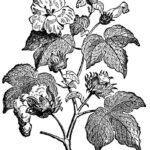 cotton-plant