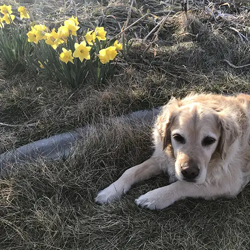 Jesse and the Daffodils